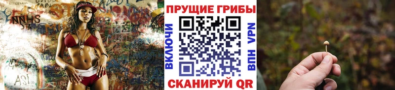 Купить Новоалтайск Галлюциногенные грибы Psilocybine cubensis